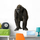 Young Silverback Gorilla Wall Decal