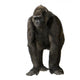 Young Silverback Gorilla Wall Decal