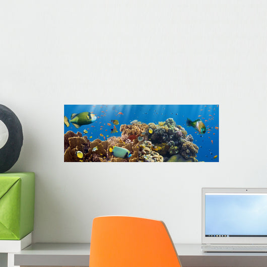 Coral and Fish