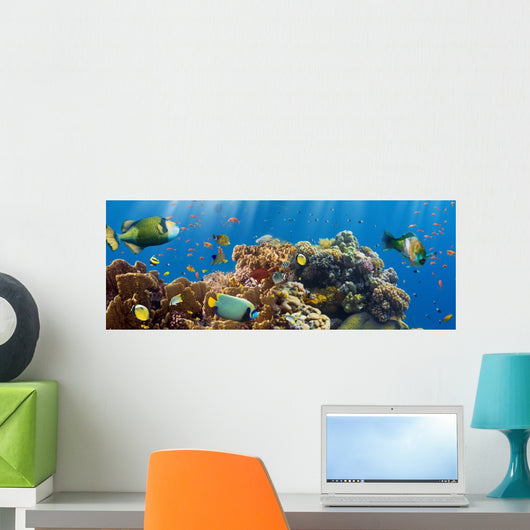 Coral and Fish