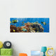 Coral and Fish