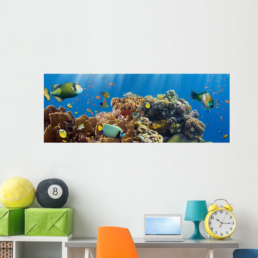 Coral and Fish