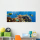 Coral and Fish