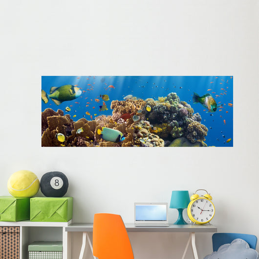 Coral and Fish