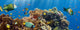 Coral and Fish