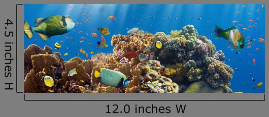 Coral and Fish