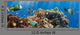 Coral and Fish