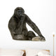 Young Silverback Gorilla Wall Decal
