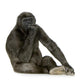 Young Silverback Gorilla Wall Decal