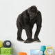 Walking Young Silverback Gorilla Wall Decal