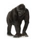 Walking Young Silverback Gorilla Wall Decal
