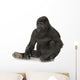 Young Silverback Gorilla Wall Decal