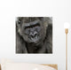 Young Silverback Gorilla Face Wall Decal