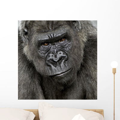 Young Silverback Gorilla Face Wall Decal shown on a wall