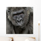 Young Silverback Gorilla Face Wall Decal