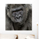 Young Silverback Gorilla Face Wall Decal