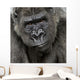 Young Silverback Gorilla Face Wall Decal
