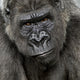 Young Silverback Gorilla Face Wall Decal