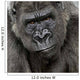 Young Silverback Gorilla Face Wall Decal