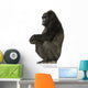 Young Silverback Gorilla Wall Decal