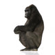 Young Silverback Gorilla Wall Decal