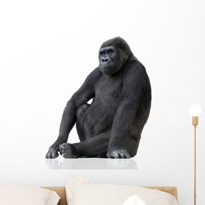 Young Silverback Gorilla Wall Decal shown on a wall