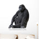 Young Silverback Gorilla Wall Decal