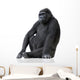 Young Silverback Gorilla Wall Decal