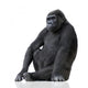 Young Silverback Gorilla Wall Decal