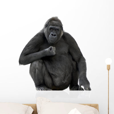 Young Silverback Gorilla Wall Decal shown on a wall