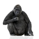 Young Silverback Gorilla Wall Decal