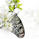 Butterfly on a Branch Wall Mural