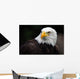 American Bald Eagle Haliaeetus Leucocephalus Wall Mural