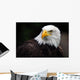 American Bald Eagle Haliaeetus Leucocephalus Wall Mural