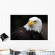 American Bald Eagle Haliaeetus Leucocephalus Wall Mural