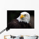 American Bald Eagle Haliaeetus Leucocephalus Wall Mural