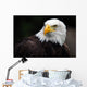 American Bald Eagle Haliaeetus Leucocephalus Wall Mural