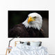 American Bald Eagle Haliaeetus Leucocephalus Wall Mural