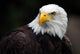 American Bald Eagle Haliaeetus Leucocephalus Wall Mural