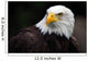 American Bald Eagle Haliaeetus Leucocephalus Wall Mural