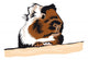 Guinea Pig looking around Wall Decal