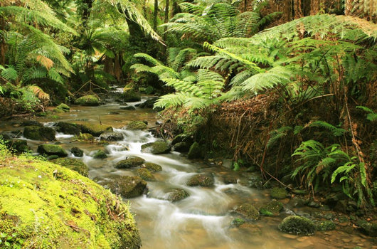 Rainforest River Wall Mural