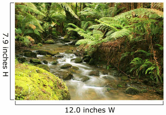 Rainforest River Wall Mural