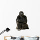 Young Silverback Gorilla Wall Decal
