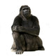 Young Silverback Gorilla Wall Decal