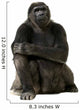 Young Silverback Gorilla Wall Decal
