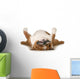 Dog Sleeping