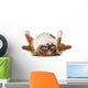 Dog Sleeping