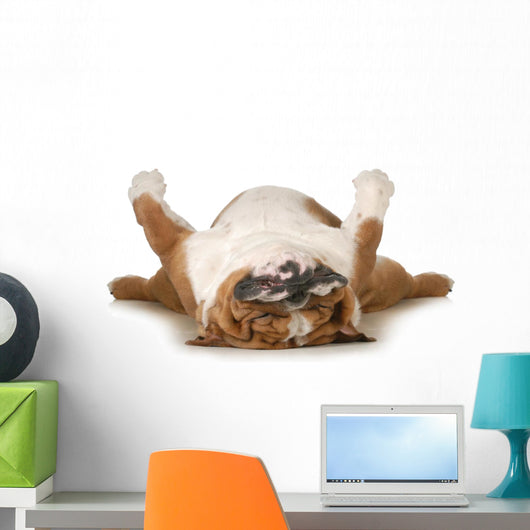 Dog Sleeping
