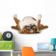 Dog Sleeping
